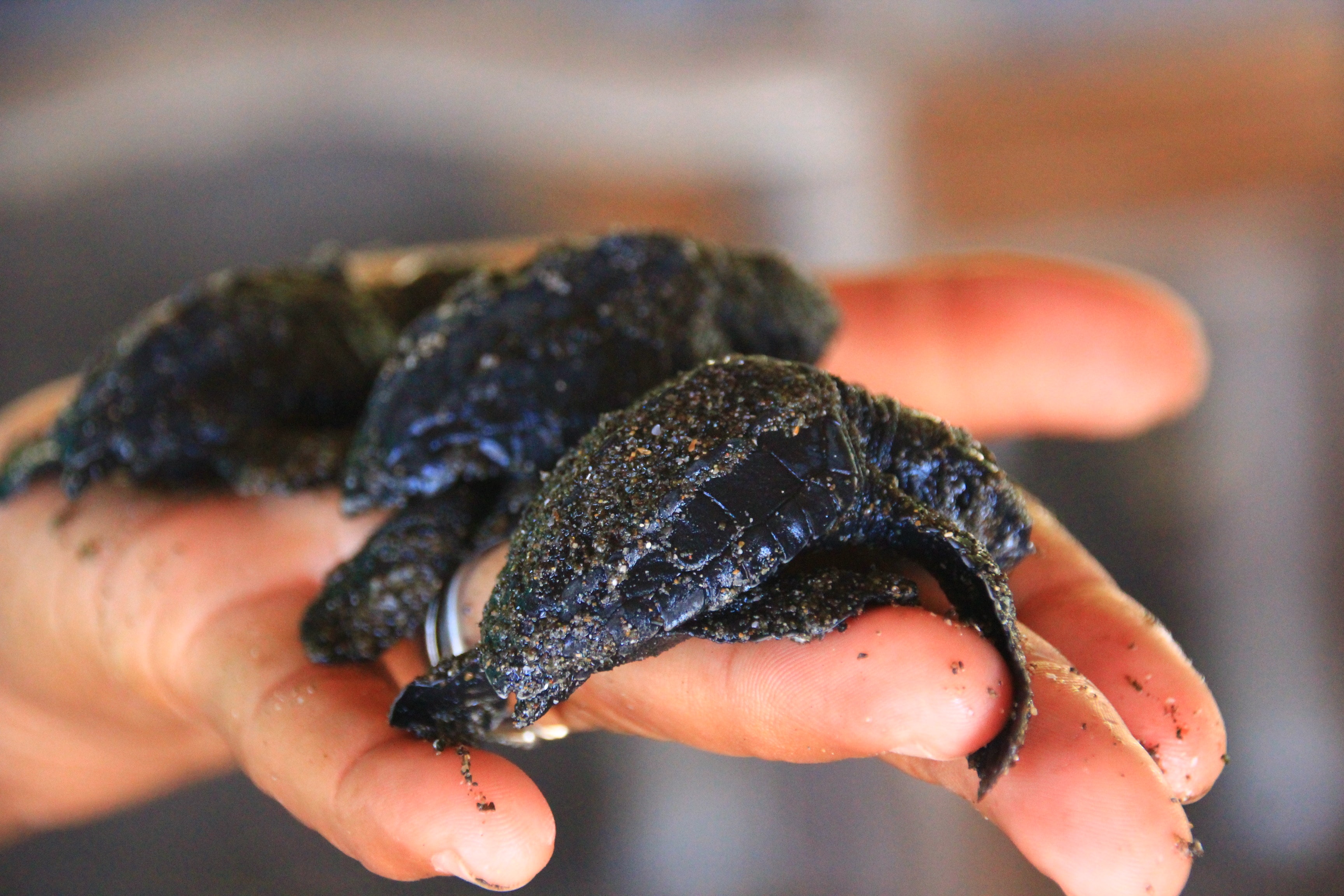 Baby sea turtles El Salvador